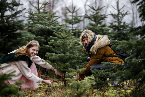 Christbaum selbst sägen im Spessart