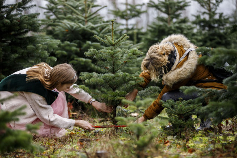 Weihnachtsbaum sägen in Mittelsinn