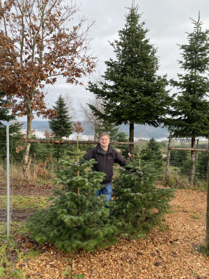 Chef Uwe Klug beim Vorbereiten frisch gesägter Christbäume in der Plantage im Spessart
