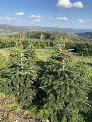 Weihnachtsbaum-Plantage im Spessart mit sschön gewachsenen Christbäumen zum Selbstsägen.