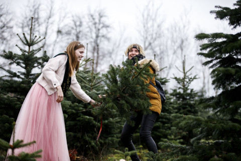 Christbaum auswählen in der Plantage