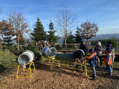 Einnetzen frisch gesägter Christbäume auf der Plantage im Spessart beim Christbaumdorf Klug