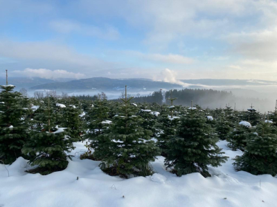 Verschneite Weihnachtsbaum-Plantage im Spessart mit Blick auf die umliegenden Hügel
