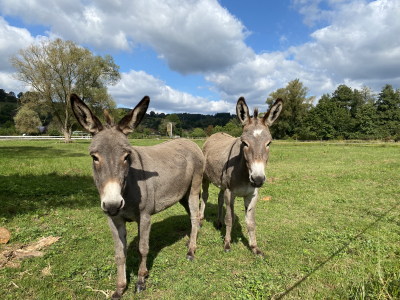 Zwei Esel auf der Wiese im Christbaumdorf Klug im Spessart, Teil des Streichelzoos zur Firmenweihnachtsfeier