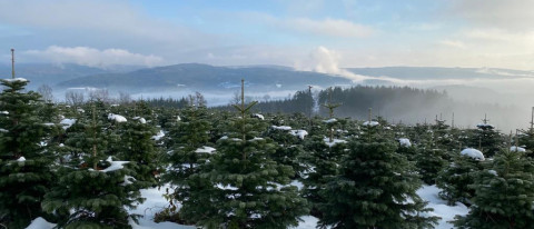 Christbaum-Klug Weihnachtsbaum-Plantage im ersten Christbaumdorf Deutschlands im Spessart für Firmenfeiern und Weihnachtsaktionen Verschneite Weihnachtsbaum-Plantage im ersten Christbaumdorf Deutschlands bei Christbaum-Klug im Spessart für Firmenfeiern und Weihnachtsaktionen