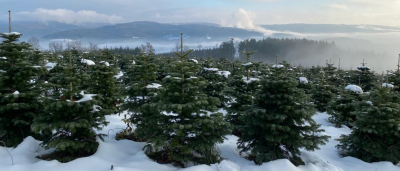 Christbaum-Klug Weihnachtsbaum-Plantage im ersten Christbaumdorf Deutschlands im Spessart für Firmenfeiern und Weihnachtsaktionen Verschneite Weihnachtsbaum-Plantage im ersten Christbaumdorf Deutschlands bei Christbaum-Klug im Spessart für Firmenfeiern und Weihnachtsaktionen