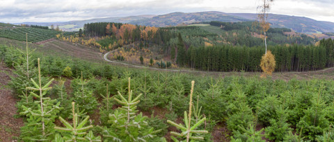 junge Christbäume in Reihen auf Plantage