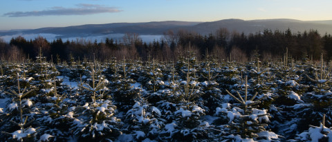 Christbaumkultur im Winter mit Schneebedeckung