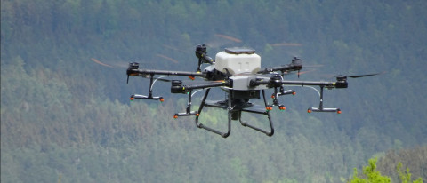 Drohne fliegt über Christbaumkultur