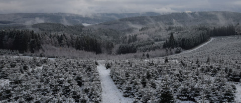 verschneite Christbaumplantage im Spessart