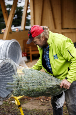 Frisch geschlagener Christbaum wird für den Transport eingenetzt