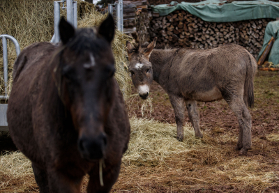 Esel im Streichelzoo im Christbaumdorf Mittelsinn