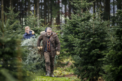 Christbaum selbst sägen bei Christbaum Klug in Mittelsinn Person trägt einen frisch geschlagenen Weihnachtsbaum durch eine Christbaumplantage