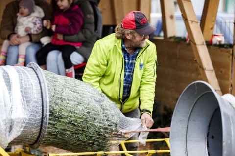 Vorbereitung des Weihnachtsbaums nach dem Sägen Detailaufnahme eines frisch geschlagenen Weihnachtsbaums beim Einnetzen