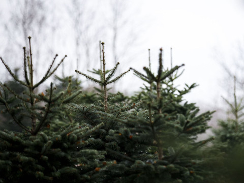 Reihe von Nordmanntannen in einer Christbaumplantage bei Mittelsinn