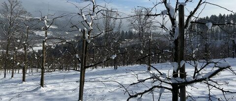 Streuobstwiese von Christbaum Klug im Spessart Winterliche Streuobstwiese am Rande der Weihnachtsbaumkulturen in Mittelsinn