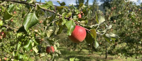 Äpfel aus eigenem Anbau im Christbaumdorf Mittelsinn Apfel auf Streuobstwiese von Christbaum Klug in Mittelsinn