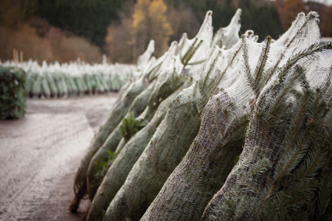 Eingenetzte Weihnachtsbäume auf Lagerplatz vor Verladung