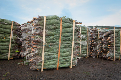 Weihnachtsbäume auf Paletten bereit für den Transport