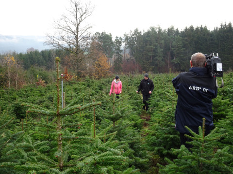 Kamerateam filmt eine Person, die zwischen Weihnachtsbäumen durch eine Plantage geht.