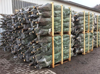 Mehrere gestapelte Weihnachtsbäume in Netzen auf Holzpaletten vor einer Lagerhalle