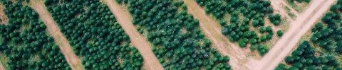 Drohnenansicht der Weihnachtsbaumplantage von Christbaum-Klug Luftaufnahme einer Weihnachtsbaumplantage mit regelmäßigen Baumreihen und mehreren Wegen in Gitterstruktur