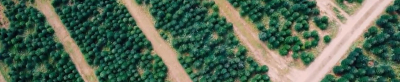 Luftaufnahme einer Weihnachtsbaumplantage mit regelmäßigen Baumreihen und mehreren Wegen in Gitterstruktur