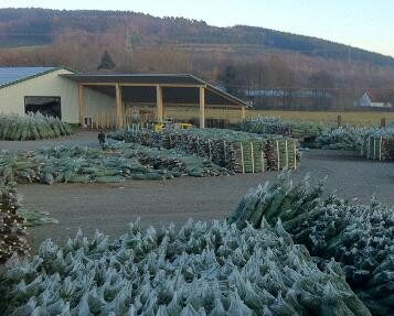 Lagerplatz mit verkaufsfertigen Weihnachtsbäumen bei Christbaum-Klug Weihnachtsbäume in Netzen liegen in großen Mengen auf einem Hof vor einer Halle, im Hintergrund Hügel und Felder