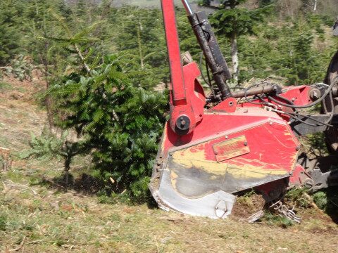 Roter Mulcher zerkleinert Weihnachtsbäume im Spessart