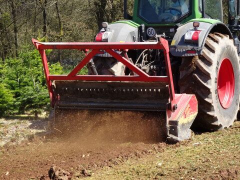 Traktor mit Mulcher fräst Wurzelstöcke zwischen Weihnachtsbäumen