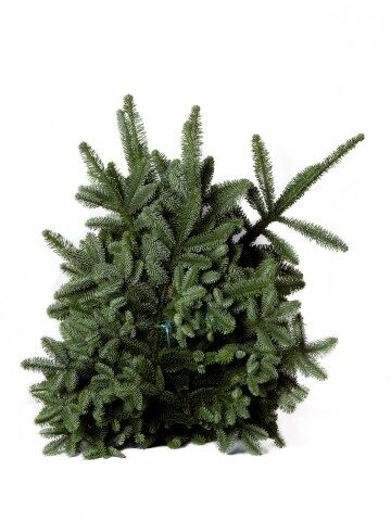 Nobilis Schnittgrün Bündel frisch gebündelt