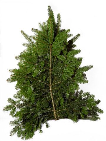 Nordmanntanne Schnittgrün frisch gebündelt