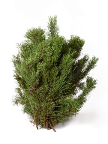 Bergkiefer Schnittgrün frisch geschnitten und gebündelt
