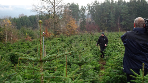 TV-Bericht über Christbaumanbau und Ernte bei Christbaum-Klug Kamerateam filmt in einer Weihnachtsbaumplantage zwischen Tannenbäumen