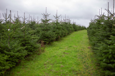 Weihnachtsbäume